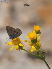 Kretania nichollae