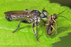 Laphria canis
