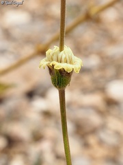 Sideritis libanotica