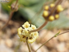 Sideritis libanotica