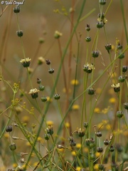 Sideritis libanotica