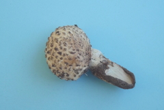 Saproamanita foetidissima