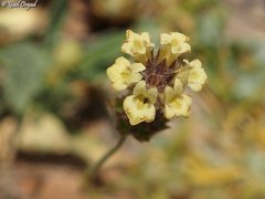 Sideritis libanotica