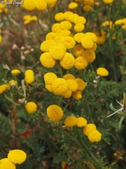 Tanacetum aucheri