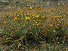 Tanacetum aucheri