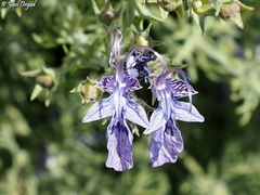 Teucrium orientale
