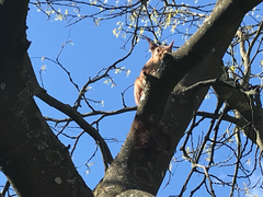 Sciurus vulgaris