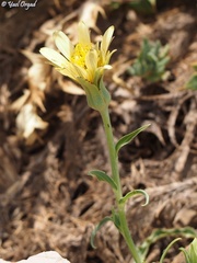 Tragopogon buphthalmoides