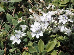 Veronica orientalis