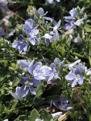 Veronica orientalis
