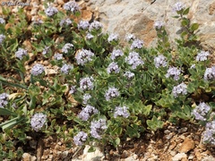 Ziziphora clinopodioides