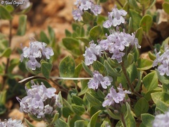 Ziziphora clinopodioides