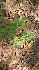 Vaccinium tenellum