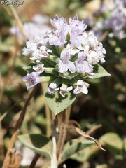 Ziziphora clinopodioides