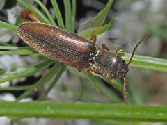 Agriotes pallidulus