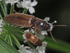 Agriotes pallidulus