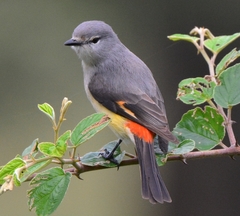 Small Minivet photo 2