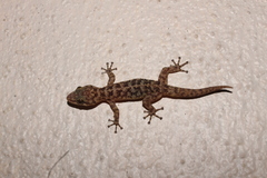 Phyllodactylus lanei