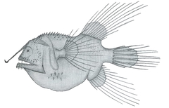 Fanfin Angler photo 2