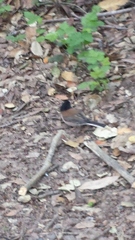 Junco hyemalis