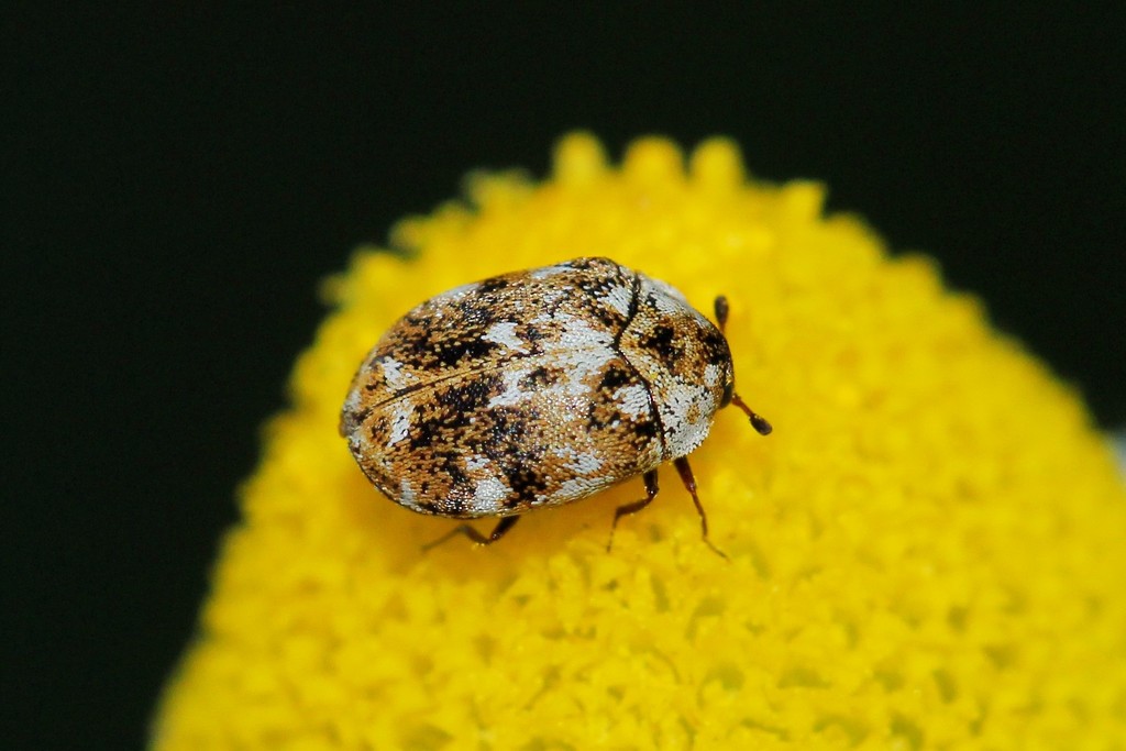 Anthrenus picturatus
