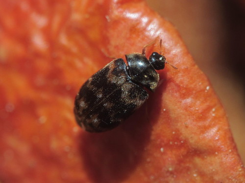 Warehouse Beetle photo 4