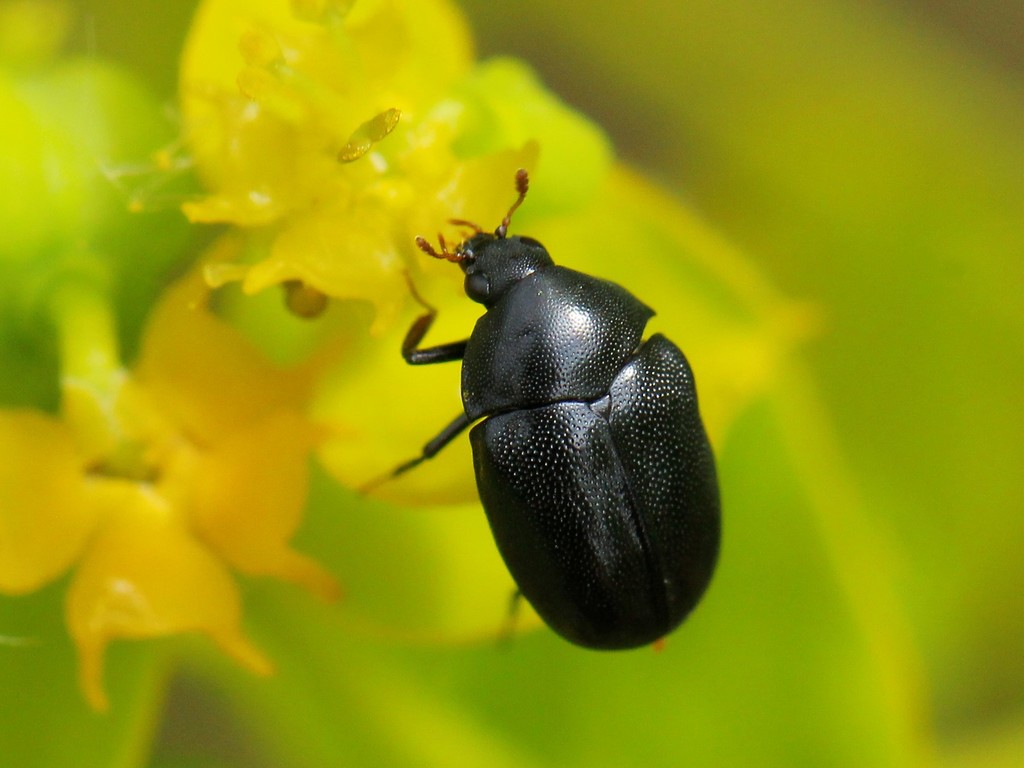 Orphilus niger