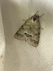 Acronicta innotata