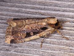 Eueretagrotis sigmoides