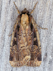 Eueretagrotis sigmoides