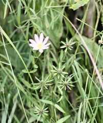 Sabatia dodecandra