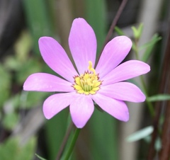Sabatia dodecandra