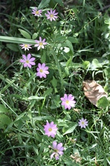 Sabatia dodecandra