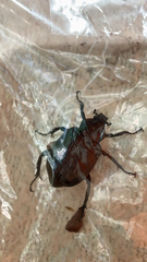 Osmoderma eremicola