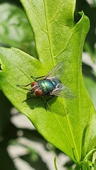 Lucilia sericata