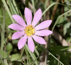 Sabatia dodecandra