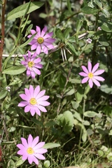 Sabatia dodecandra