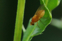 Sapromyzosoma quadripunctata