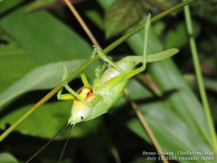 Parvarhynchus japonicus