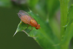 Sapromyzosoma quadripunctata