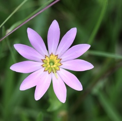 Sabatia dodecandra