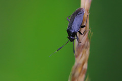 Capsus