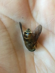 Stonemyia californica