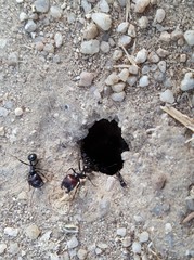 Messor barbarus