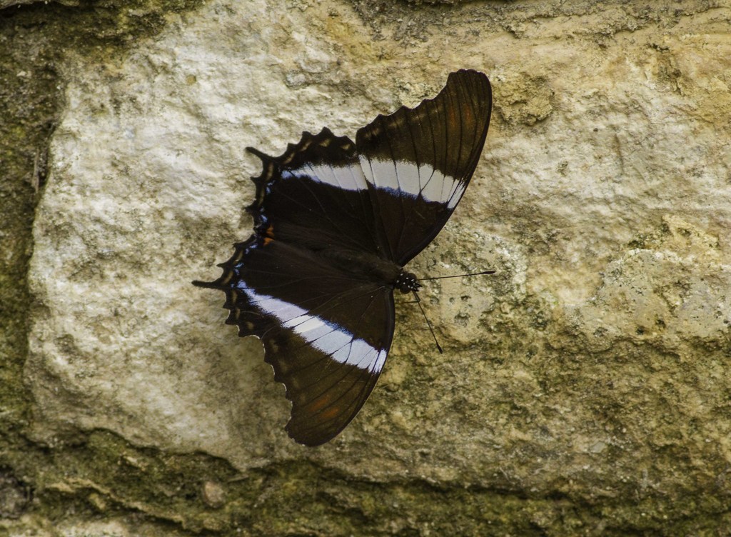 Siproeta