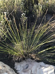 Schoenus cuspidatus