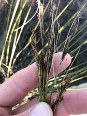 Schoenus cuspidatus