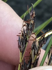 Schoenus cuspidatus