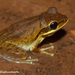 Chunam Tree Frog - Photo (c) Aniruddha Singhamahapatra, some rights reserved (CC BY-NC), uploaded by Aniruddha Singhamahapatra