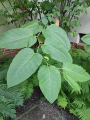 Reynoutria sachalinensis